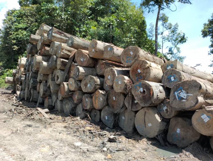 Huge piles of contested logs lie ready for pick up in the desecrated forest
